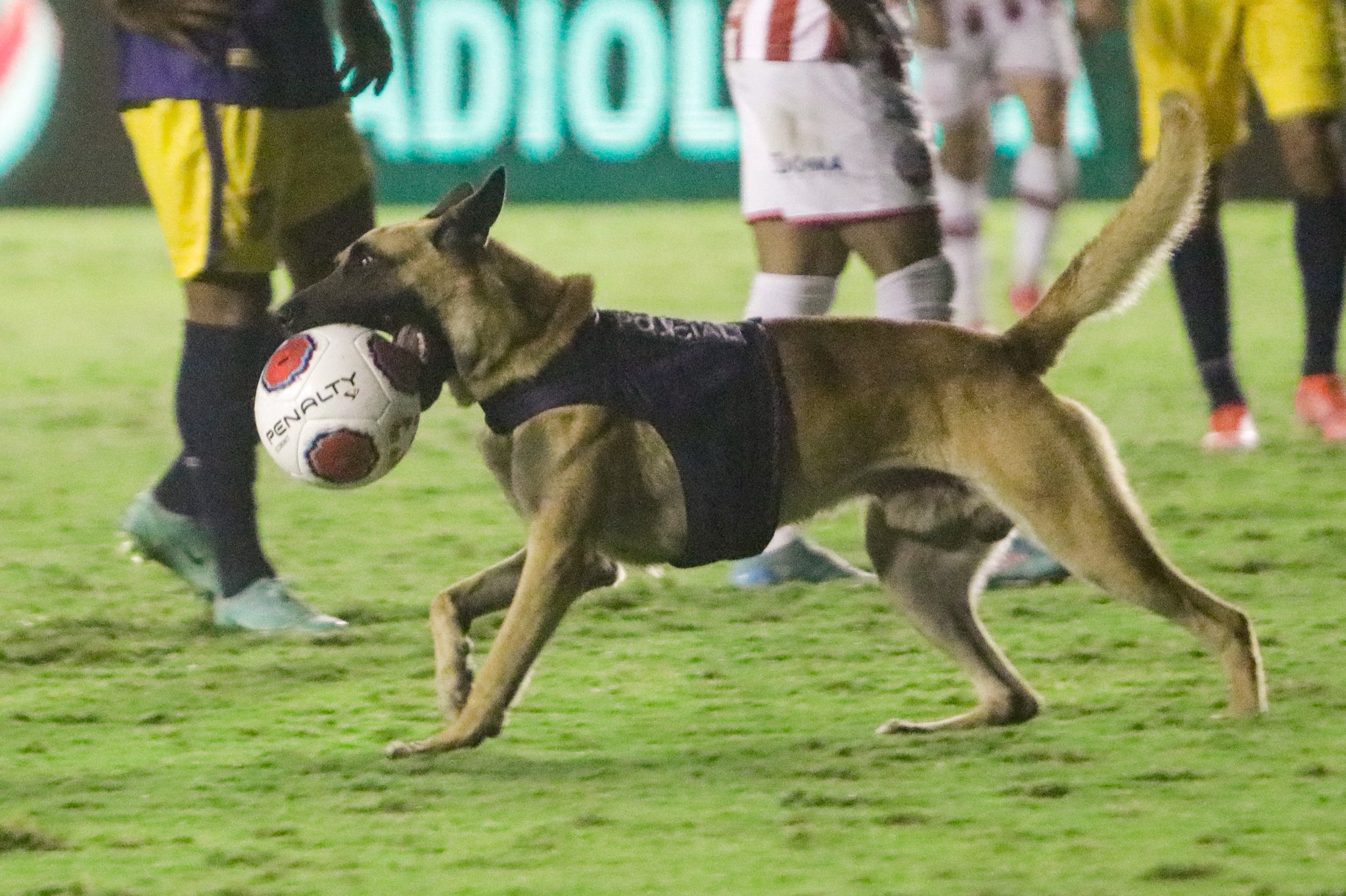 فيديو كلب يقتحم ويوقف مباراة في الدوري البرازيلي